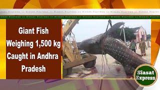 Giant Fish Weighing 1,500 kg Caught in Andhra Pradesh | Siasat Express | 29-July-2024