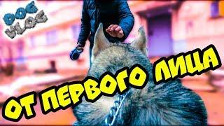 МОЙ ДЕНЬ ОТ ПЕРВОГО ЛИЦА (Хаски Бандит) Говорящая собака