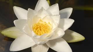 Flowers opening time lapse. Water lily, Dahlia, Fritillary, Grasses