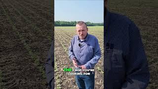 Pinto Bean Field Stand Assessment