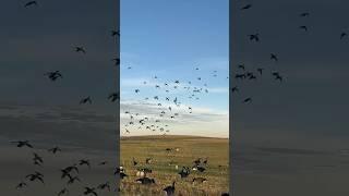 Zero commitment issues! @tonyvandemore #duckhunting #waterfowl #duckblind #silhouettedecoys