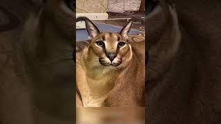 Big Floppa Kerr : Gosha Kerr : Caracal #shorts