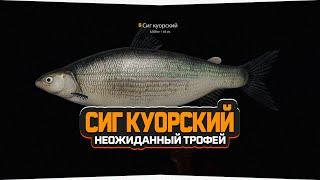 Мой трофейный Сиг Куорский — Русская Рыбалка 4