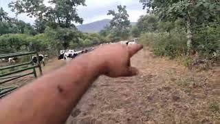 que buenas