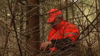 Tvillingarna satsar på skötselfritt skogsbruk med lärk