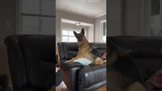 Remy, do you want to go to the park? #germanshepherd #dog #cute #headtilt #funnyvideo