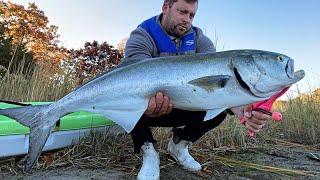 MONSTER Bluefish & Bass 10/27/24 Northshore Long Island Fishing