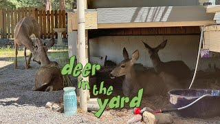 Deer Under the Porch