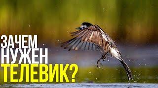 Как снимать птиц? | Фотосъемка на природе с Canon RF 600mm f/11 IS STM