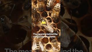 The Meaning Behind the Curious Dance of Bees