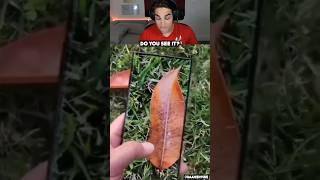 phone camoflaging with surroundings #funny #comedy #meme #duet #reaction #surfnboy #hacks