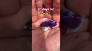 Betta fish development and results#bettafishtank #betta