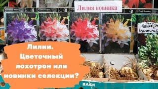 Лилии: синие, ампельные, пирамидальные. Цветочный лохотрон или новинки селекции?