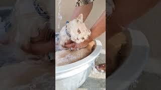 cat bathing #video #cat #viral