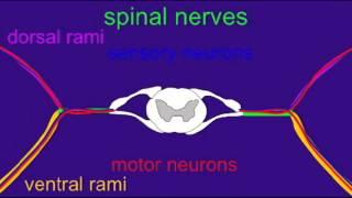 SPINAL CORD ROOTS AND RAMI