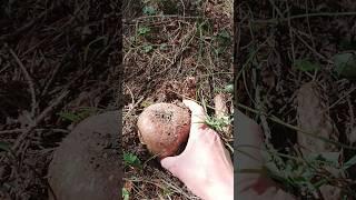 Гуцули називають цей гриб коров'єнкою #гриби #грибивкарпатах #голубінка