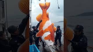 Giant Sea Monsters Caught by Fishermen! #GiantSeaCreatures #FishingDiscoveries #OceanMysteries