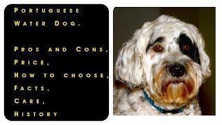 Portuguese Water Dog. Pros and Cons, Price, How to choose, Facts, Care, History