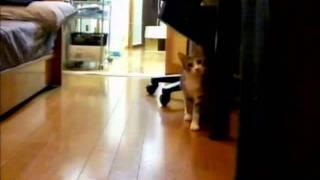 Sneaky Ninja Cat (Rudetube Version)