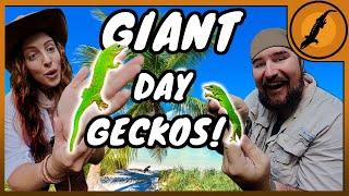 Catching GIANT Day Geckos in Florida! (Ft.@BraveWilderness )