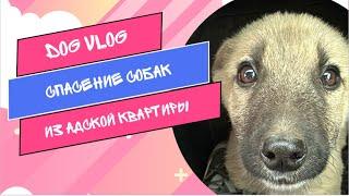 DOG VLOG: Спасение собак из адской квартиры.