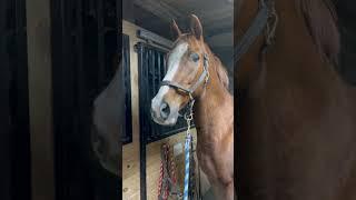 Hilarious Horse Has A Meet Cute With Donkey!