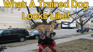 Trained Belgium Malinois- Famous Rocky