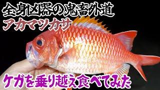 全身凶器の鬼畜外道アカマツカサをケガを乗り越え食べてみた