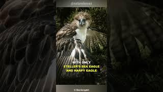 Philippine Eagle | The Monkey Eating Eagle