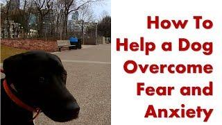 Part 1 - How to Help a Dog Overcome their Fear, Anxiety and Nervousness Issues