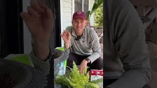 Porch-Perfect Ferns  || Wyse Guide