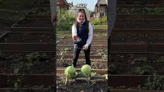 The right way to harvest cabbage