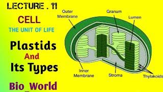 Cell: The Unit of Life - Plastids| Chloroplast| Types-structure and function| Mohammad Asghar