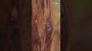 Stem bleeding in coconut tree