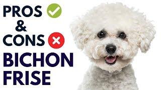 Bichon Frise Dog Breed Pros and Cons | Bichon Frise Dog Advantages and Disadvantages  #AnimalPlatoon