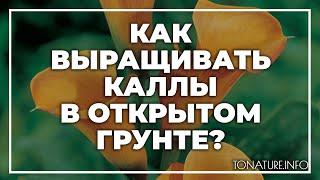 Как выращивать каллы в открытом грунте? | toNature.Info