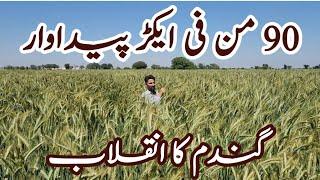 Wheat Revolution | Chakwal Goat Farm |