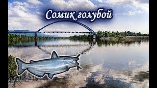 Сомик Голубой. Русская Рыбалка.