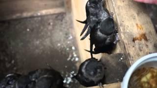 feeding chimney swifts