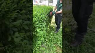 Professional garden maintenance for professional spaces