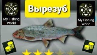 My Fishing World Вырезуб ловим одного за одним