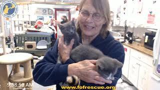 Adoption of Arvo and Vasil 05/31/2020    Friends of Felines Rescue Center (FFRC)