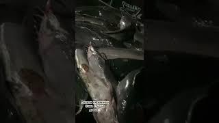 ОГРОМНЫЙ УЛОВ СОМА!!! Платник поймали 85кг сома на двоих!!! #рыбалка #fishing #рыба