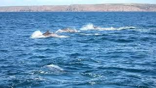 Bottlenose dolphin bowriding the Marine Discovery catamaran