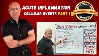 Acute Inflammation Cellular Events | Margination | Immunology | Part 1