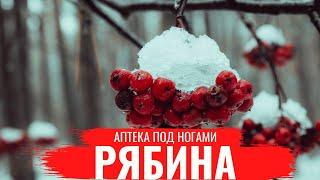 РЯБИНА / О правилах сбора, нюансах заготовки и приготовлении полезных настоев /Аптека под ногами