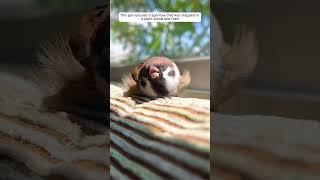 This girl rescued a sparrow that was trapped in a plant stand and then