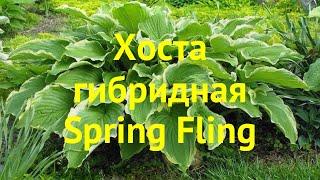 Хоста гибридная Спринг Флинг. Краткий обзор, описание характеристик hosta hybrida Spring Fling