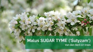 Malus SUGAR TYME 'Sutyzam' - Van den Berk on Trees