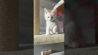 Meet Leva: Red Silver Maine Coon Kitten  Big Paws, Big Heart, Ready for His Forever Home #MaineCoon